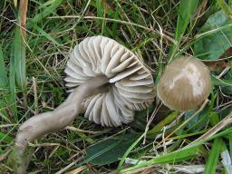 Hygrocybe irrigata