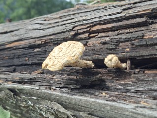 Neolentinus lepideus
