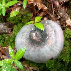 Russula cyanoxantha