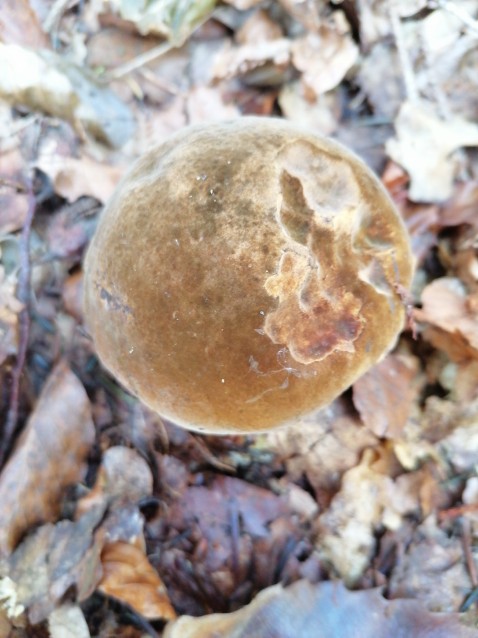 Neoboletus erythropus