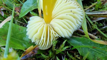 Hygrocybe ceracea