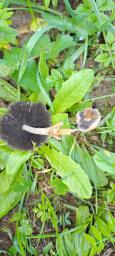 Coprinellus micaceus