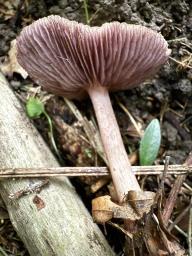Mycena pelianthina