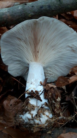 Clitocybe nebularis