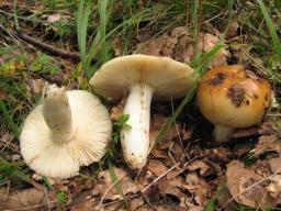 Russula foetens