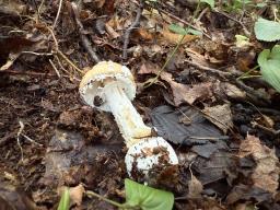 Amanita pantherina
