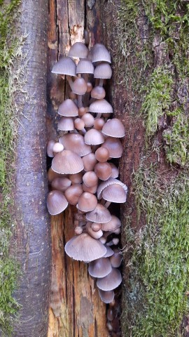 Mycena polygramma