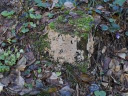 Gloiothele lactescens