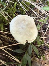 Clitopilus prunulus