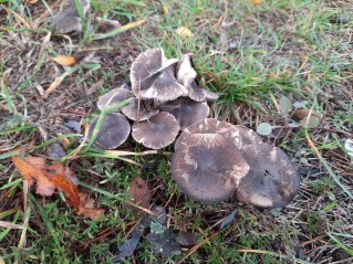 Tricholoma gausapatum