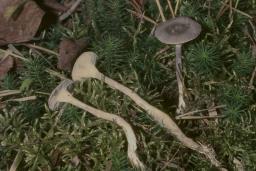 Cantharellula umbonata