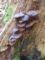 Hymenochaete rubiginosa