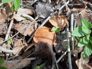 Lentinus substrictus