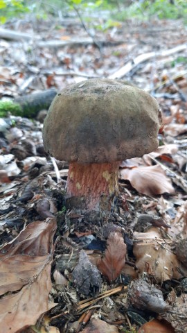 Neoboletus erythropus