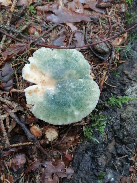 Russula virescens