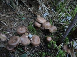 Tricholoma vaccinum