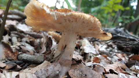 Russula foetens