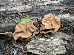 Entonaema cinnabarinum