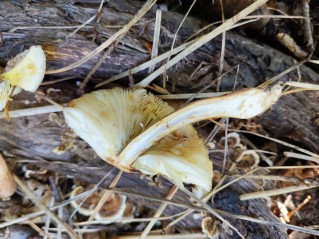 Leucoagaricus americanus