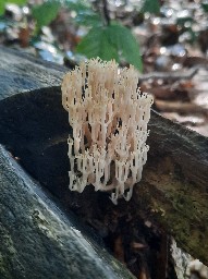 Artomyces pyxidatus