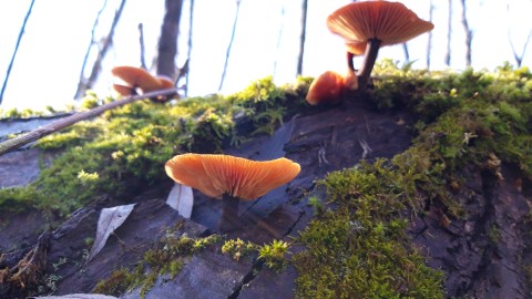 Flammulina velutipes