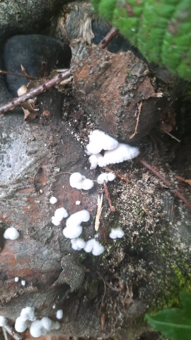 Schizophyllum commune