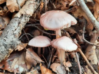 Mycena rosea