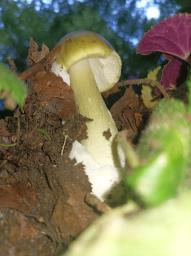 Amanita phalloides