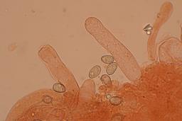 Pseudosperma obsoletum