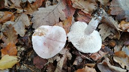 Hygrophorus russula