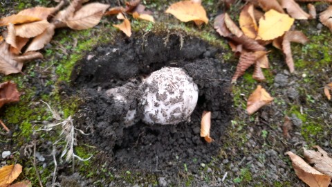 Amanita strobiliformis