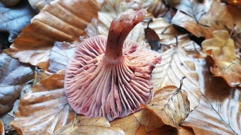 Hygrophorus capreolarius