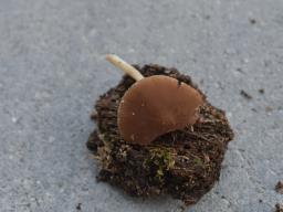 Pluteus phlebophorus