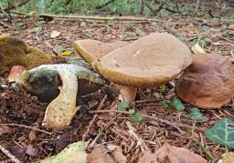 Hortiboletus bubalinus