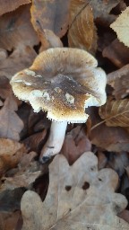 Tricholoma viridilutescens