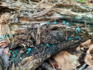 Chlorociboria aeruginascens