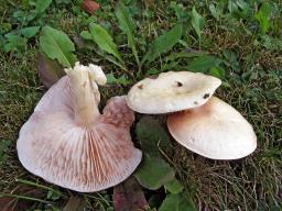 Entoloma excentricum