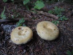 Lactarius leonis