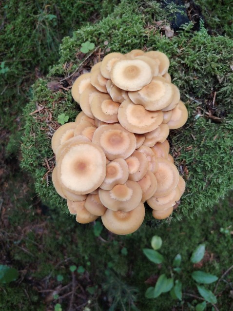 Kuehneromyces mutabilis