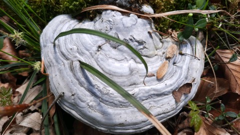 Fomes fomentarius