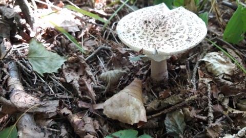 Amanita rubescens