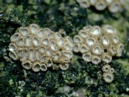 Merismodes fasciculata