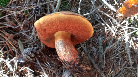 Neoboletus erythropus