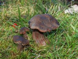 Hygrocybe ovina