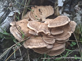 Meripilus giganteus