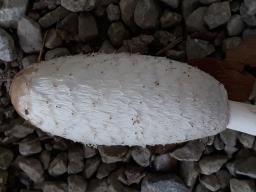 Coprinus comatus