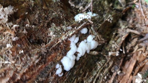 Ceratiomyxa porioides