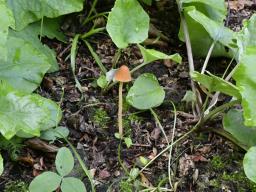 Conocybe aurea