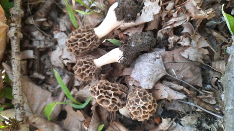 Morchella esculenta