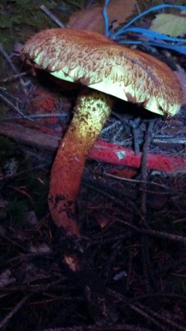 Pholiota squarrosa